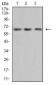 VEGFA Antibody